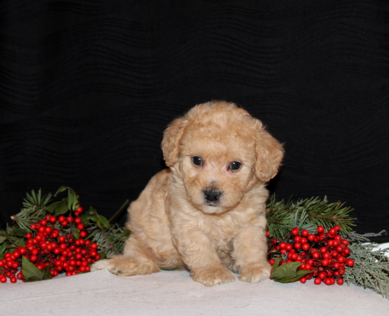 puppy, for, sale, Morki-Poo, Matthew B. Stoltzfus, dog, breeder, Gap, PA, dog-breeder, puppy-for-sale, forsale, nearby, find, puppyfind, locator, puppylocator, aca